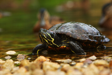 The red-eared slider (Trachemys scripta elegans), is a small fresh water turtle.