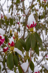 Fototapeta na wymiar Rhododendron Blüten nach Wintereinbruch von Schnee bedeckt