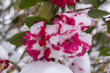 Rhododendron Blüten nach Wintereinbruch von Schnee bedeckt