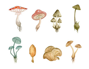 Poisonous  mushrooms. Watercolor hand drawn - 496471655