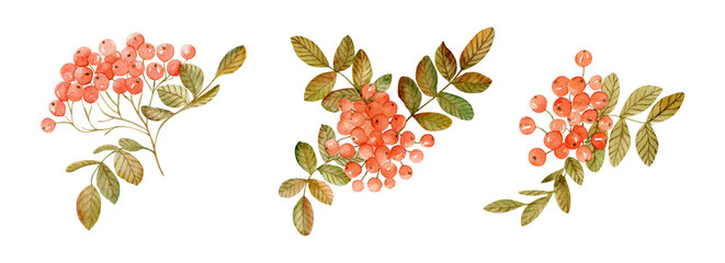Rowan berries. Watercolor hand drawn - 496471658