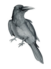 Crow bird. Watercolor hand drawn - 496471660