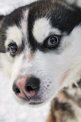 Portrait of a Husky breed dog close-up