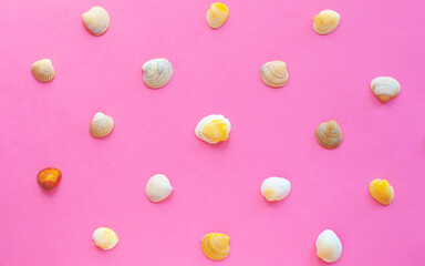 colored sea, shells on pink background flat lay.