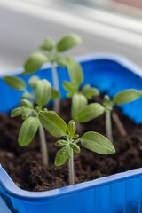 tomato seedlings balcony miracle in a blue tray