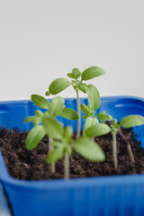 tomato seedlings balcony miracle in a blue tray
