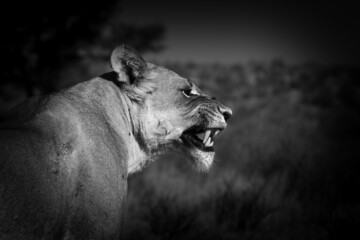 Lioness (Panthera leo) laying in sand in Kalahari Desert.