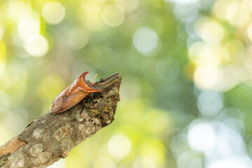 Insects perched on branches with a bokeh background.Strange insect.