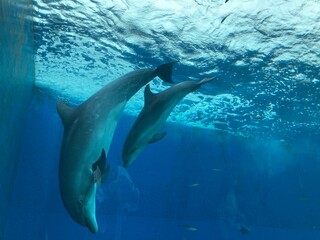 Obraz premium dolphin in the water