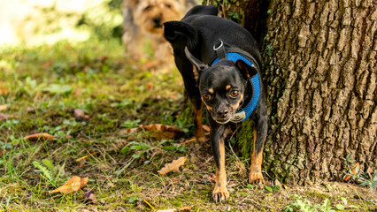 chien animal de compagnie noir pinscher foret 