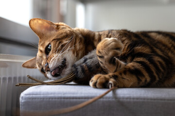 Brown striped Bengal cat plays with toy mouse