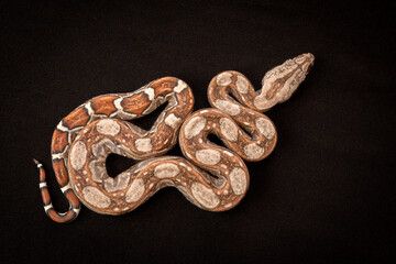 Common boa imperator on black background