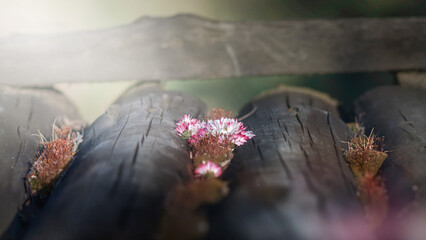 Naturalne tło. Wiosenny bukiet żywych biało różowych stokrotek na starym skorodowanym drewnianym ogrodowym mostku.