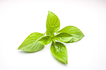 Sweet Basil isolated on white background
