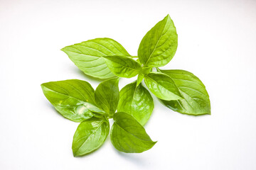 Sweet Basil isolated on white background