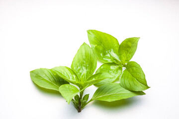 Sweet Basil isolated on white background