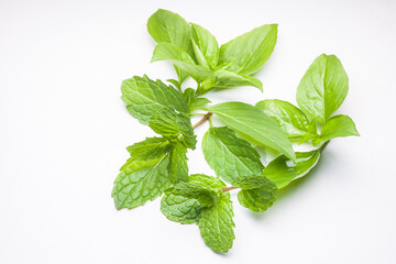mint leaves and Sweet Basil isolated