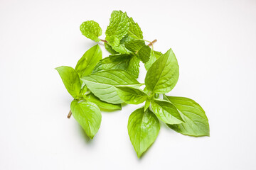 mint leaves and Sweet Basil isolated