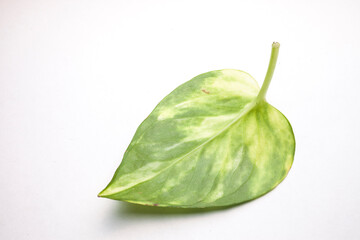 Green leaf.
