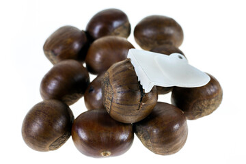 Chestnut on white background