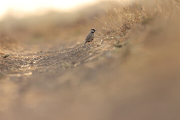 bird on the ground. Ashy crowned sparrow lark on ground. Lark bird. Eremopterix griseus.