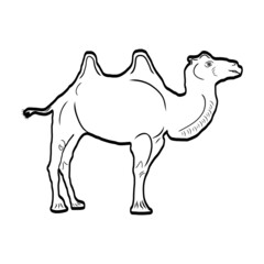 Camel icon. Black graphic sketch. Idea for decors, logo, covers, holidays, gifts, art. Isolated vector.