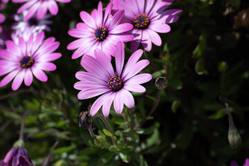 Margherita africana Dimorphotheca rosa e bianca in primavera