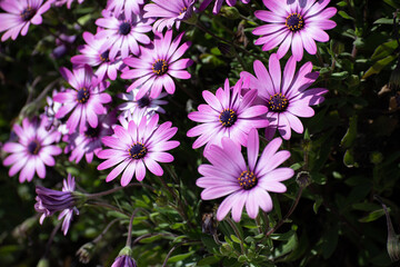 Margherita africana Dimorphotheca rosa e bianca in primavera