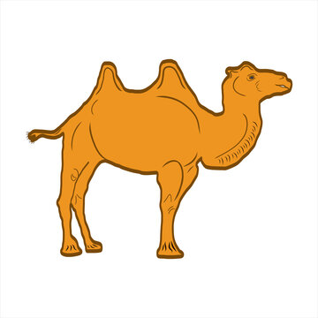 Camel icon. Colorful graphic sketch. Idea for decors, logo, covers, holidays, gifts, art. Isolated vector.