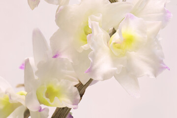 Bunch of Dendrobium nobile orchid flowers 