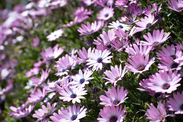 Obraz premium Margherita africana Dimorphotheca rosa e bianca in primavera