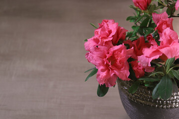 Azalea plant with the red flowers in the brown ceramic pot