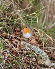 Rouge-Gorge