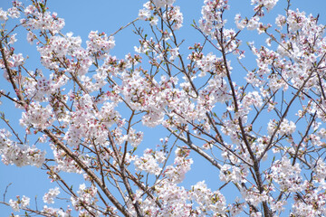 晴天の下で開花した桜