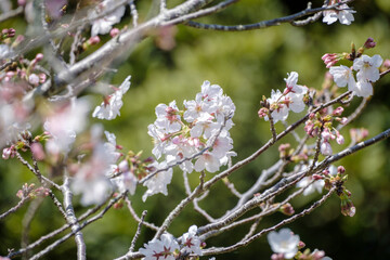 開花した桜