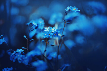 Beautiful little fragrant blue forget-me-nots flowers with delicate petals grow on a thin stem in a dark forest in summer. Nature.