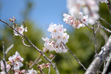 開花した桜