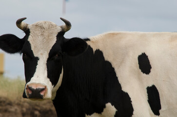 black and white cow portrait from the front with cattle. horned cow