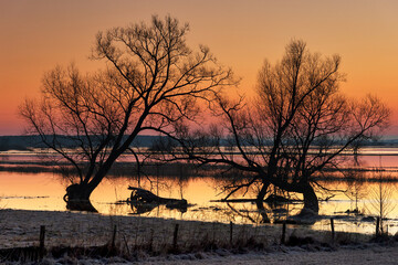 Świt - rozlewiska rzeki Narew przed wschodem słońca. Na pierwszym planie stare drzew. Wschód słońca w kolorach pastelowych - obrazy, fototapety, plakaty