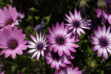 Margherita africana Dimorphotheca rosa e bianca in primavera