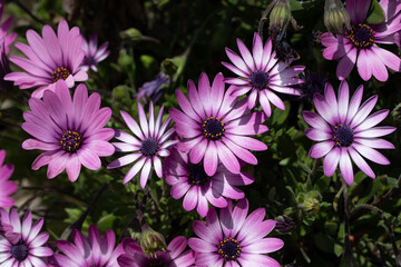 Margherita africana Dimorphotheca rosa e bianca in primavera