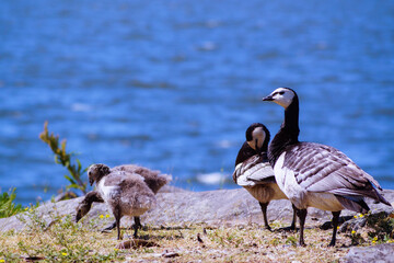 Geese on the on the sea coast.