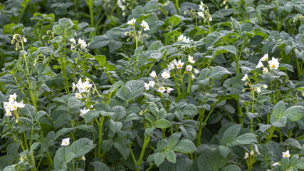 green potato branches and blossom	
