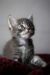 Medium shot of a sitting gray kitten looking to the top corner on a burgundy knitted fabric on a gray background