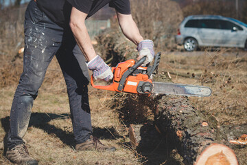 Foreman in work clothes cuts a dry tree with a chainsaw for later processing. Woodcutting in the forest. Close-up of chainsaw at work. Sawdust flies out from the chain. Work day in nature and at sun