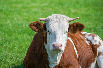 cow in a meadow