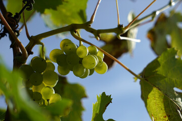 grapes on the vine