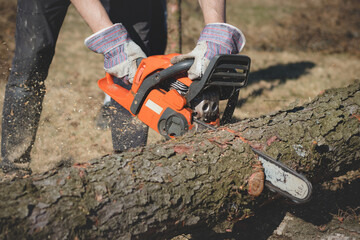 foreman in work clothes cuts a dry tree with a chainsaw for later processing. Woodcutting in the forest. Close-up of chainsaw at work. Sawdust flies out from the chain