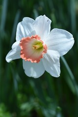 Wild daffodil flowers. Amaryllidaceae perennial bulbous plants. Bulbs are planted in the fall and flowers bloom from December to April. 