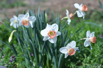 Obraz premium Wild daffodil flowers. Amaryllidaceae perennial bulbous plants. Bulbs are planted in the fall and flowers bloom from December to April. 